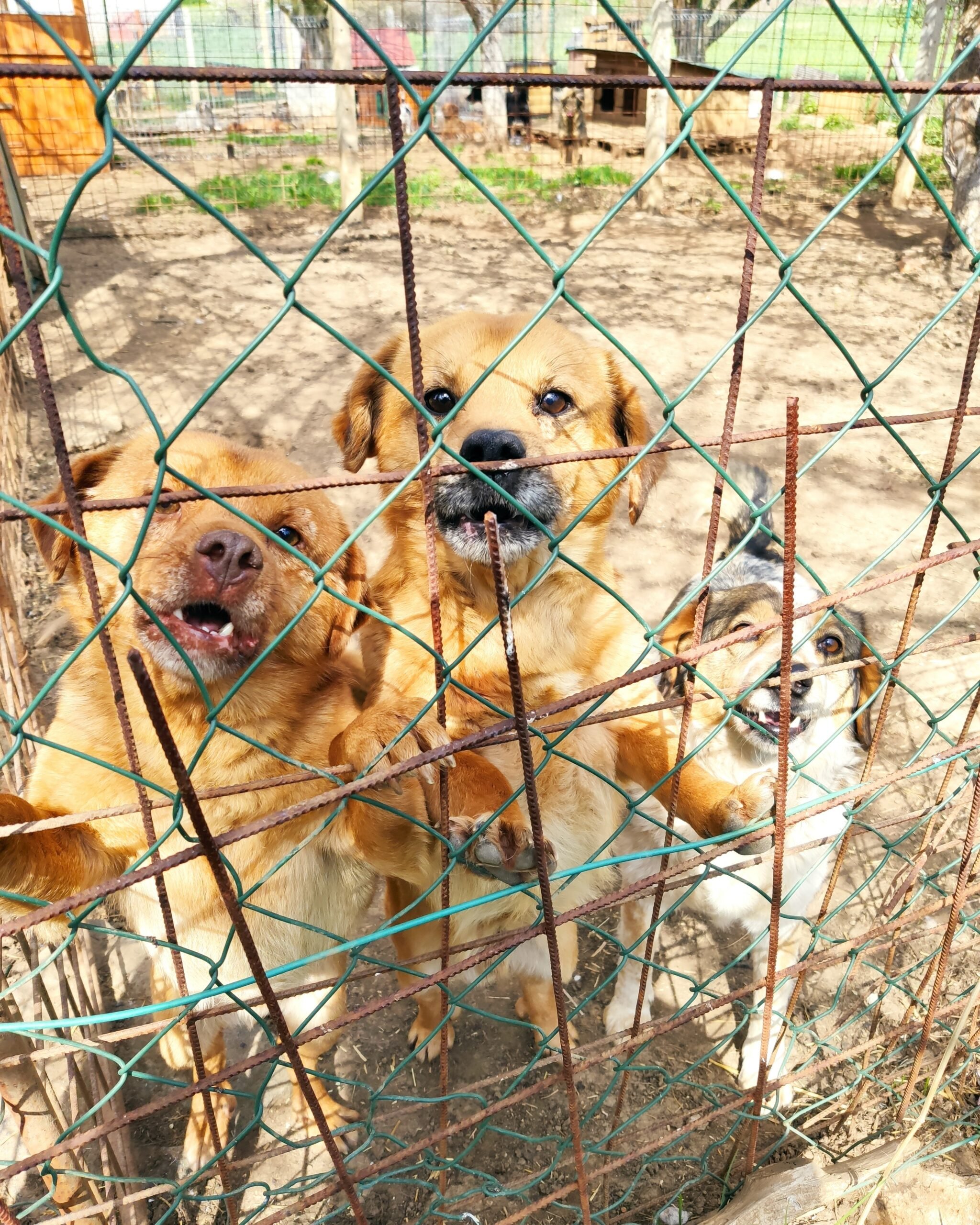 three yellow dogs jumping on a fence of a shelter