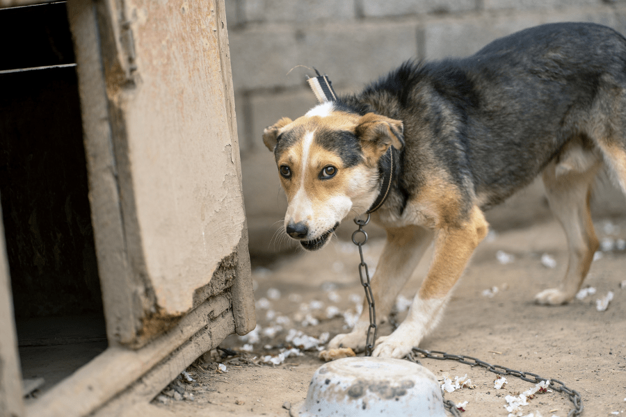 Chained dog looking dismal